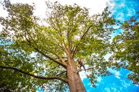 How Our Tree Care Process Works  in  Roma, TX